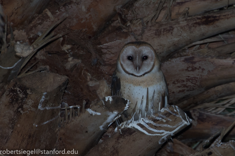 barn owl